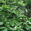 Magnolia macrophylla